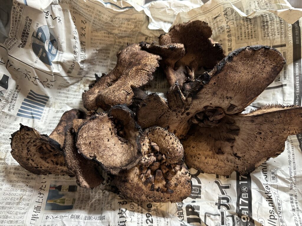 コウタケ（香茸）