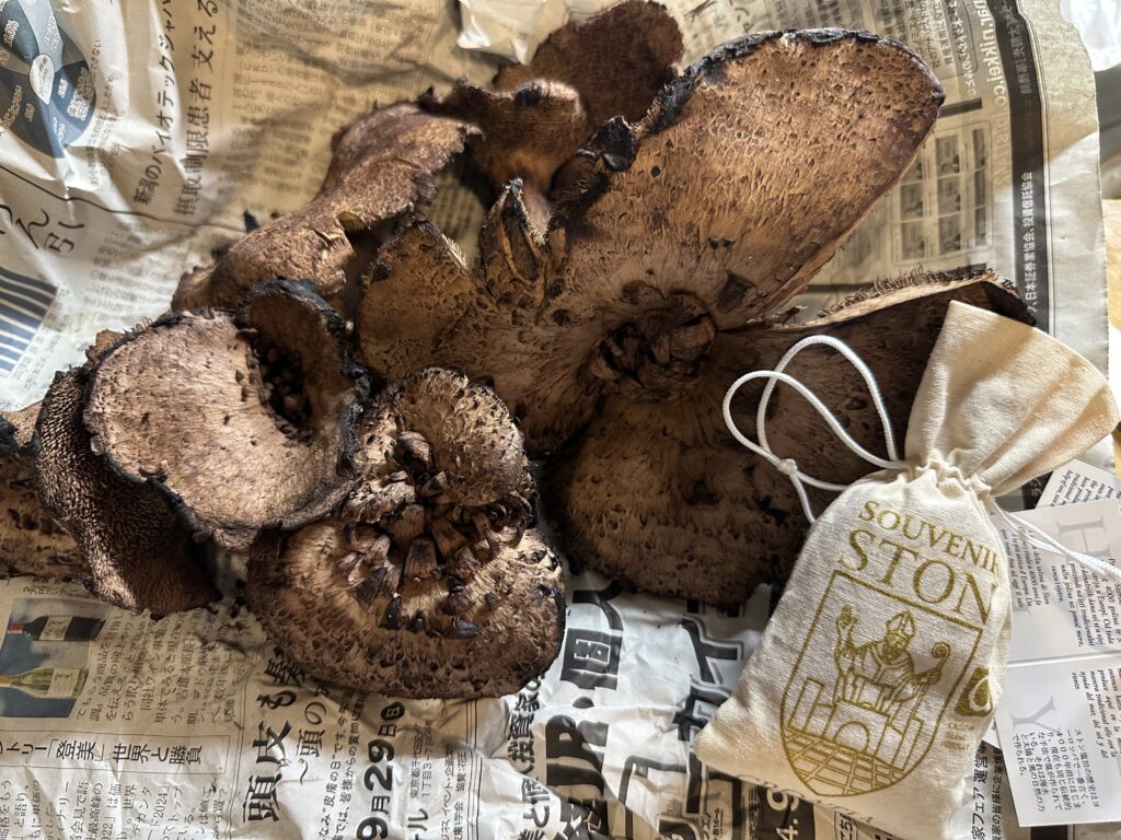 コウタケ（香茸）