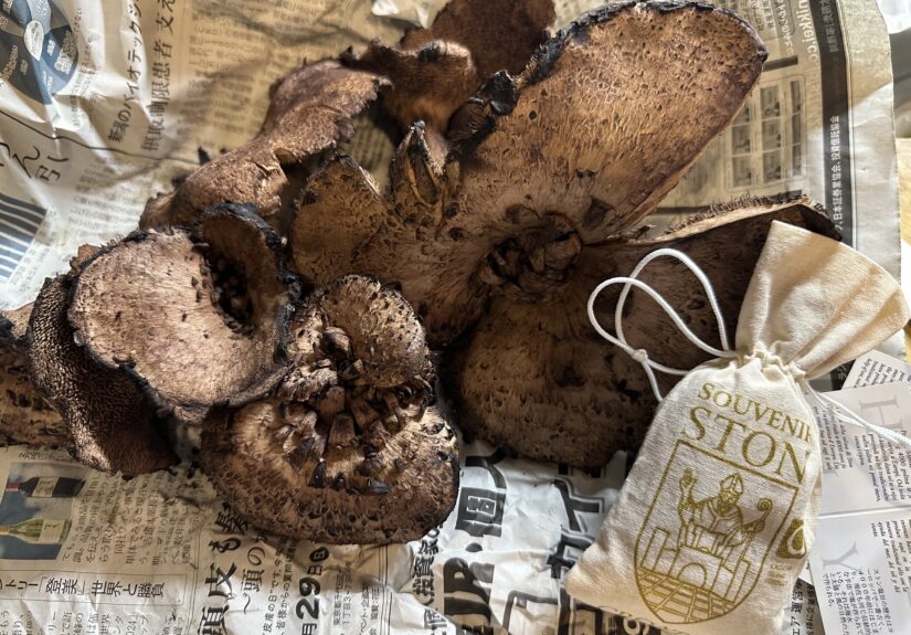 コウタケ（香茸）