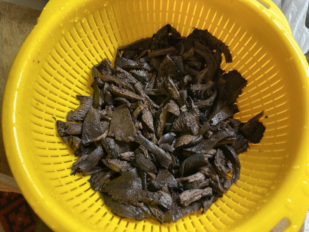 コウタケ（香茸）