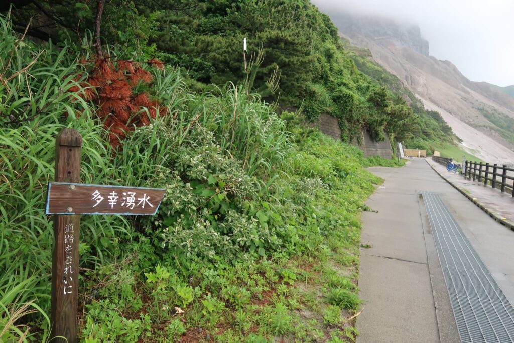 神津島の明日葉