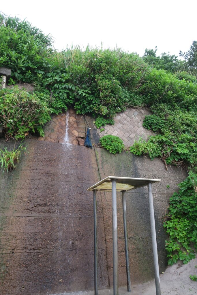 神津島の明日葉